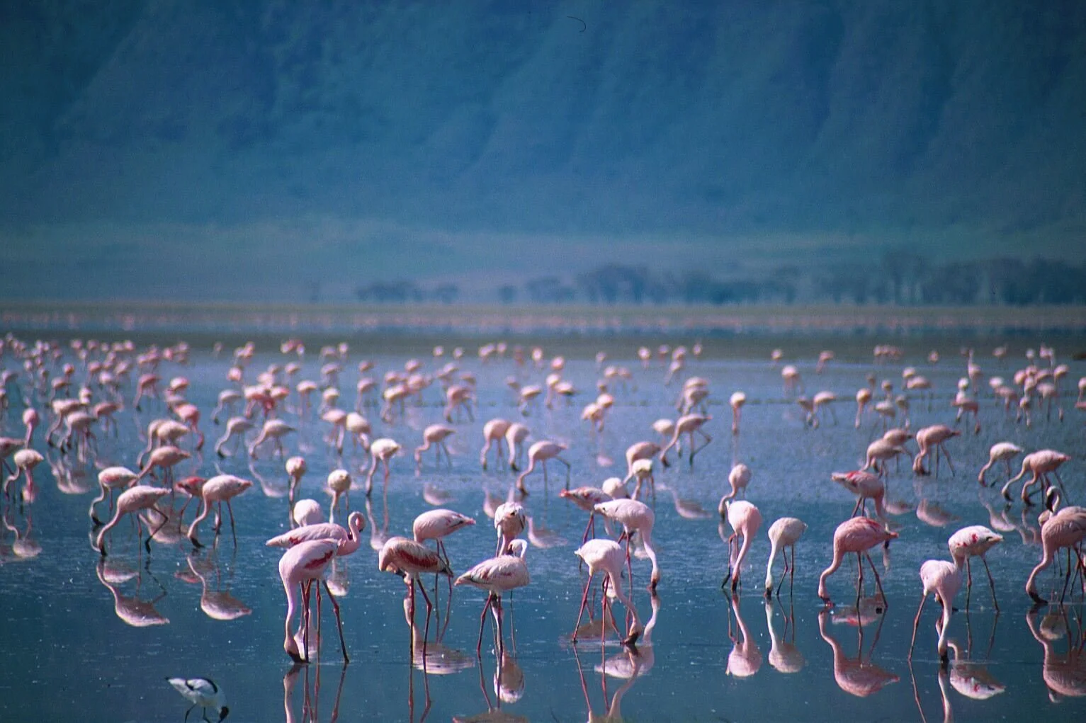 Flamingo Watching