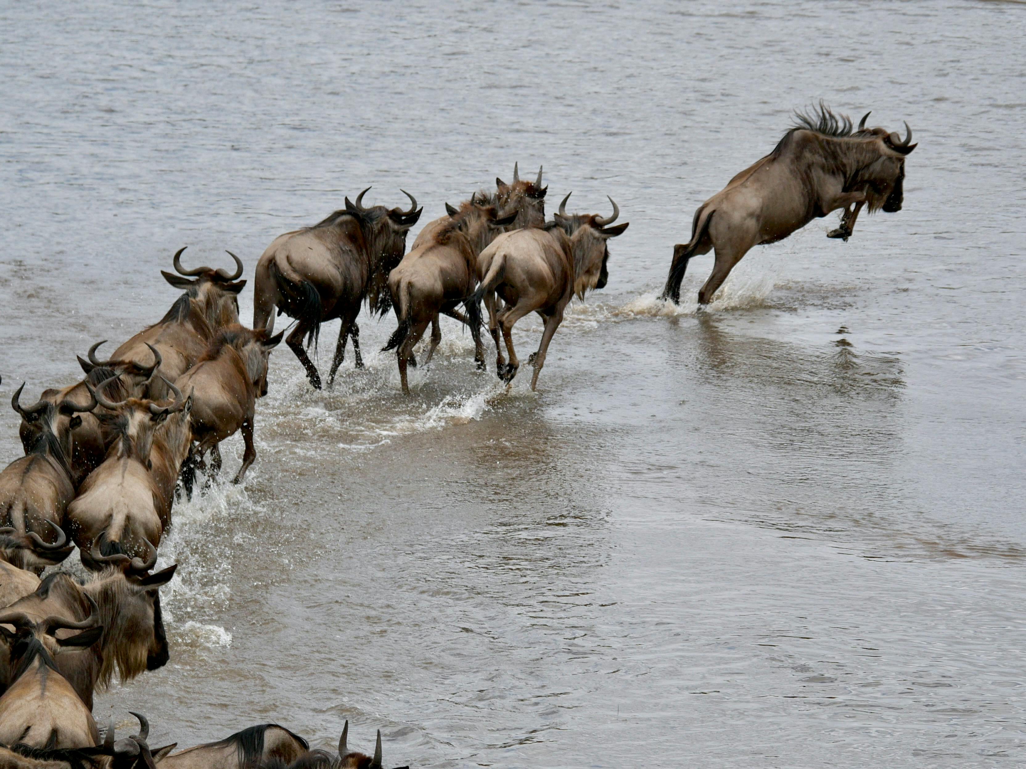 wildebeest Migration
