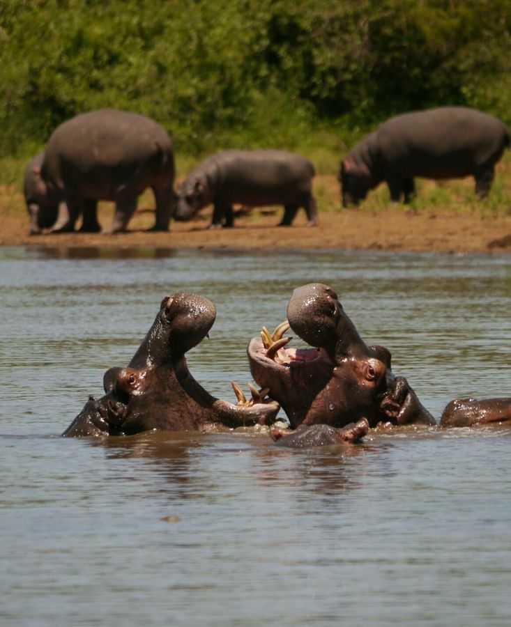 Lake Manyara National Park