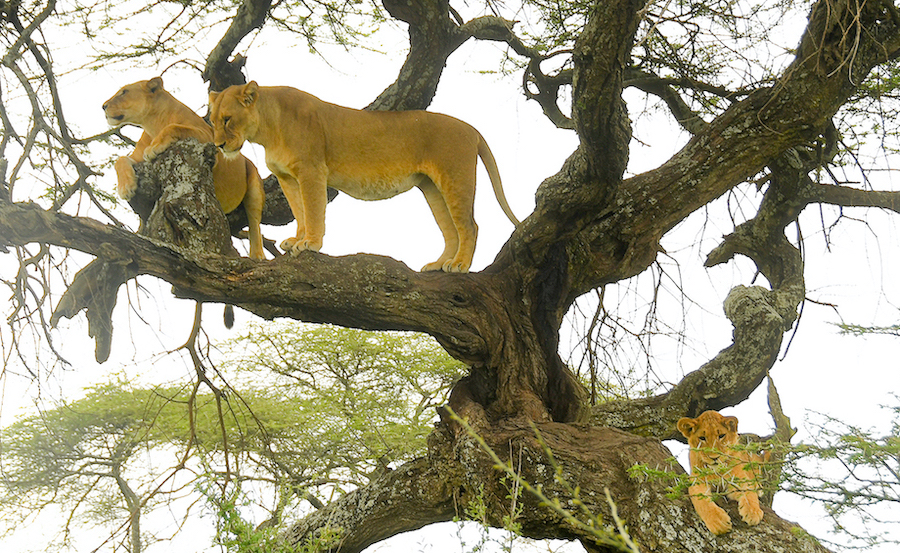 Tree-climbing lion